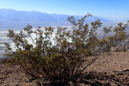 Image de Larrea tridentata (Sesse & Moc. ex DC.) Coult.