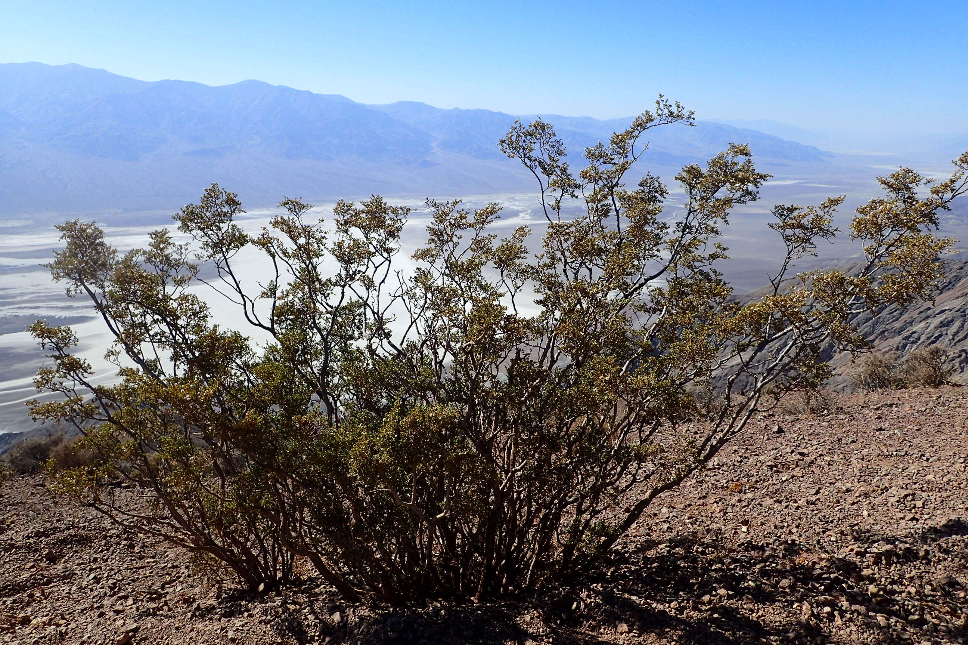 Image of creosote bush