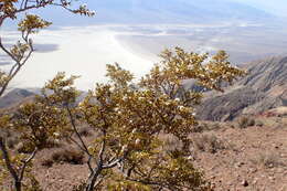 Image de Larrea tridentata (Sesse & Moc. ex DC.) Coult.