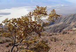 Image de Larrea tridentata (Sesse & Moc. ex DC.) Coult.