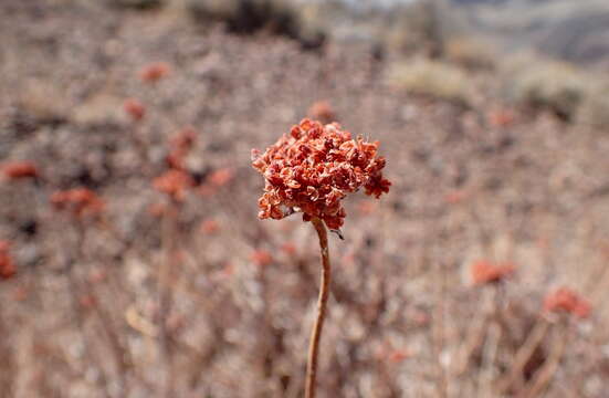 Imagem de Eriogonum fasciculatum Benth.