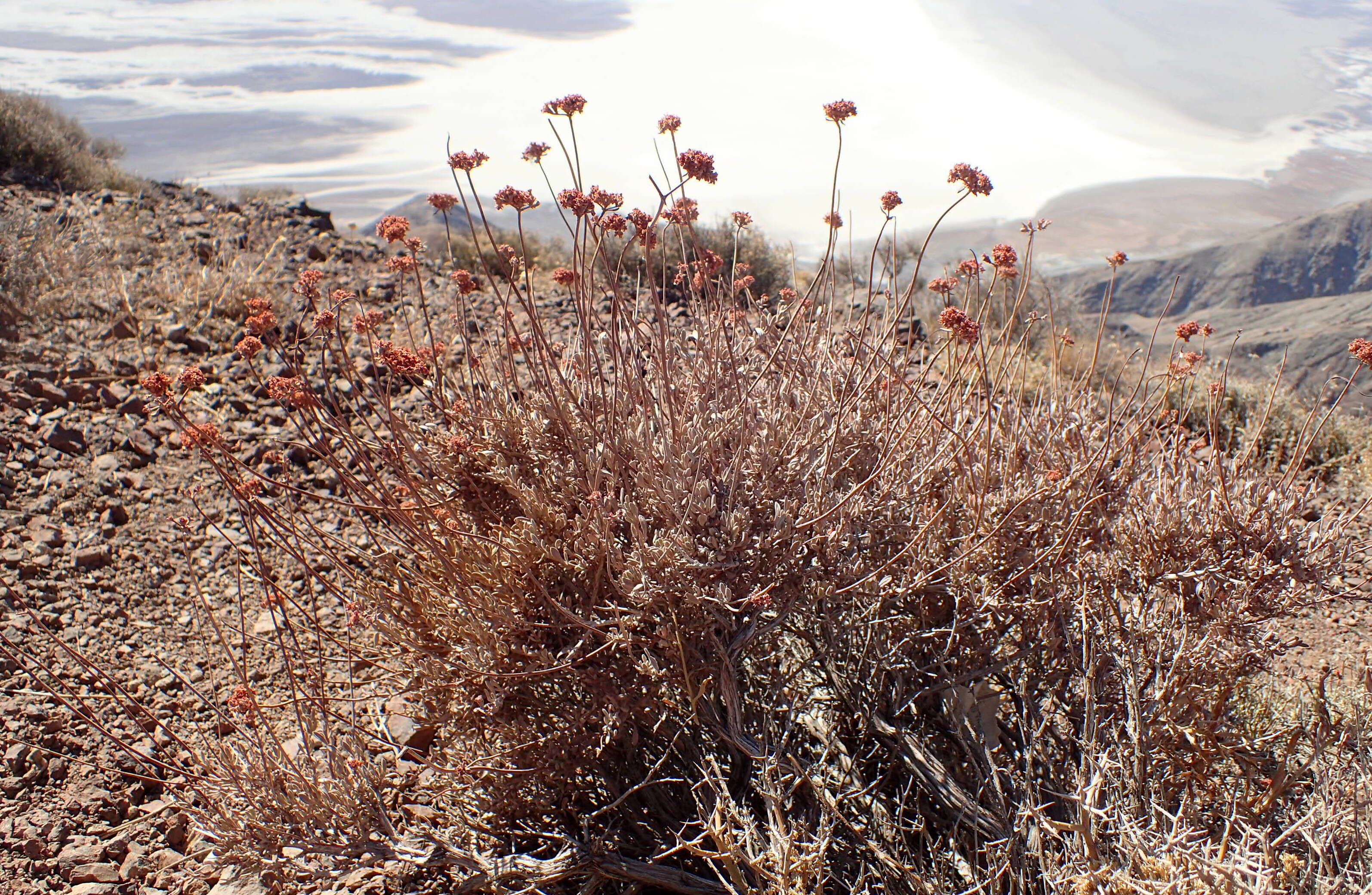 Imagem de Eriogonum fasciculatum Benth.