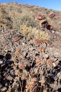 Imagem de Salvia columbariae Benth.