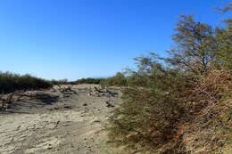 Image of honey mesquite