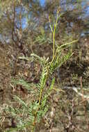 Image of honey mesquite