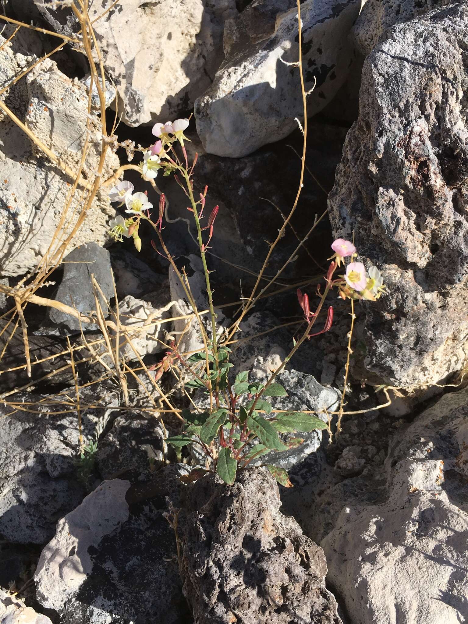 Imagem de Chylismia claviformis subsp. integrior (P. H. Raven) W. L. Wagner & Hoch