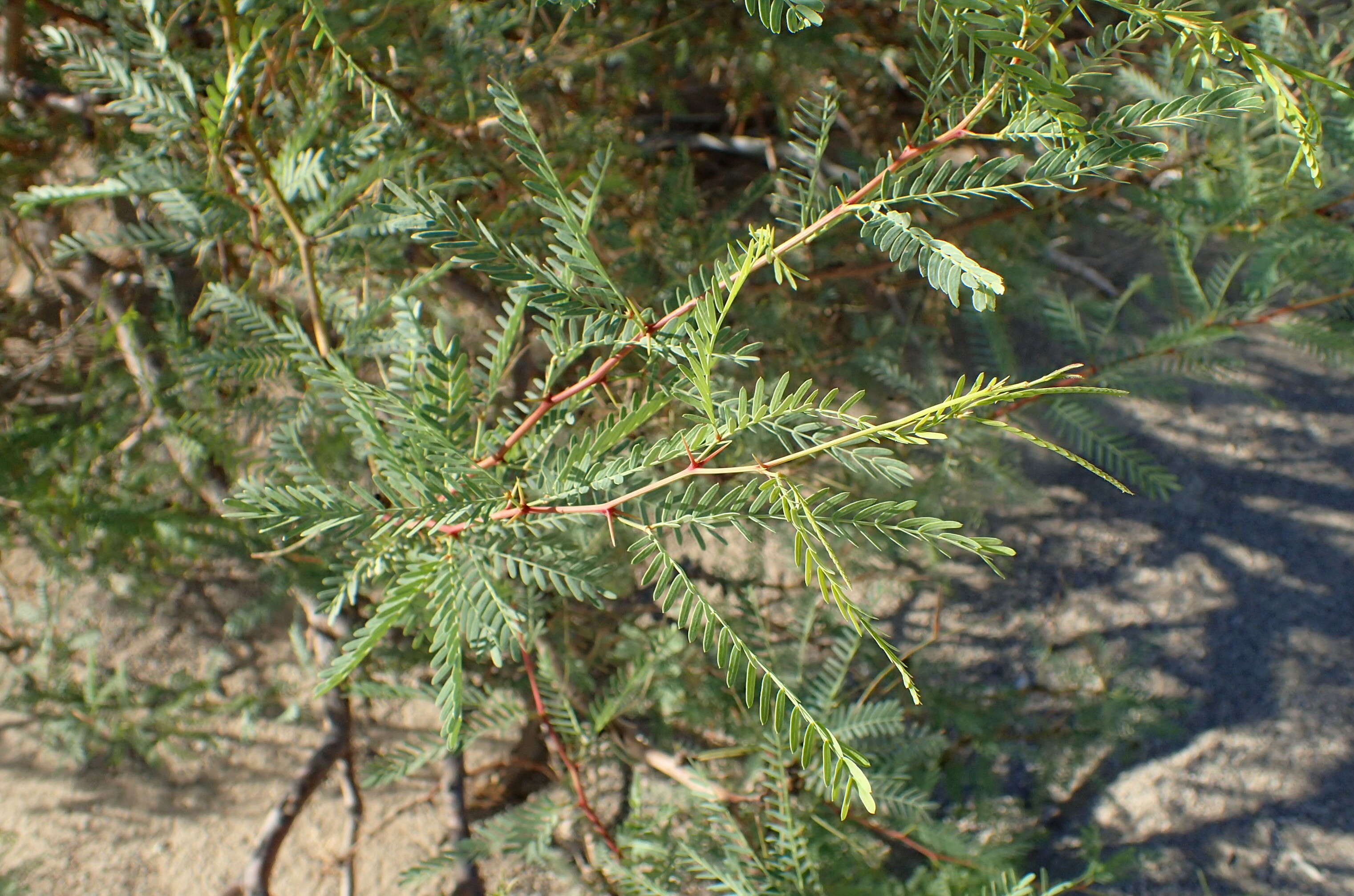 Image of honey mesquite