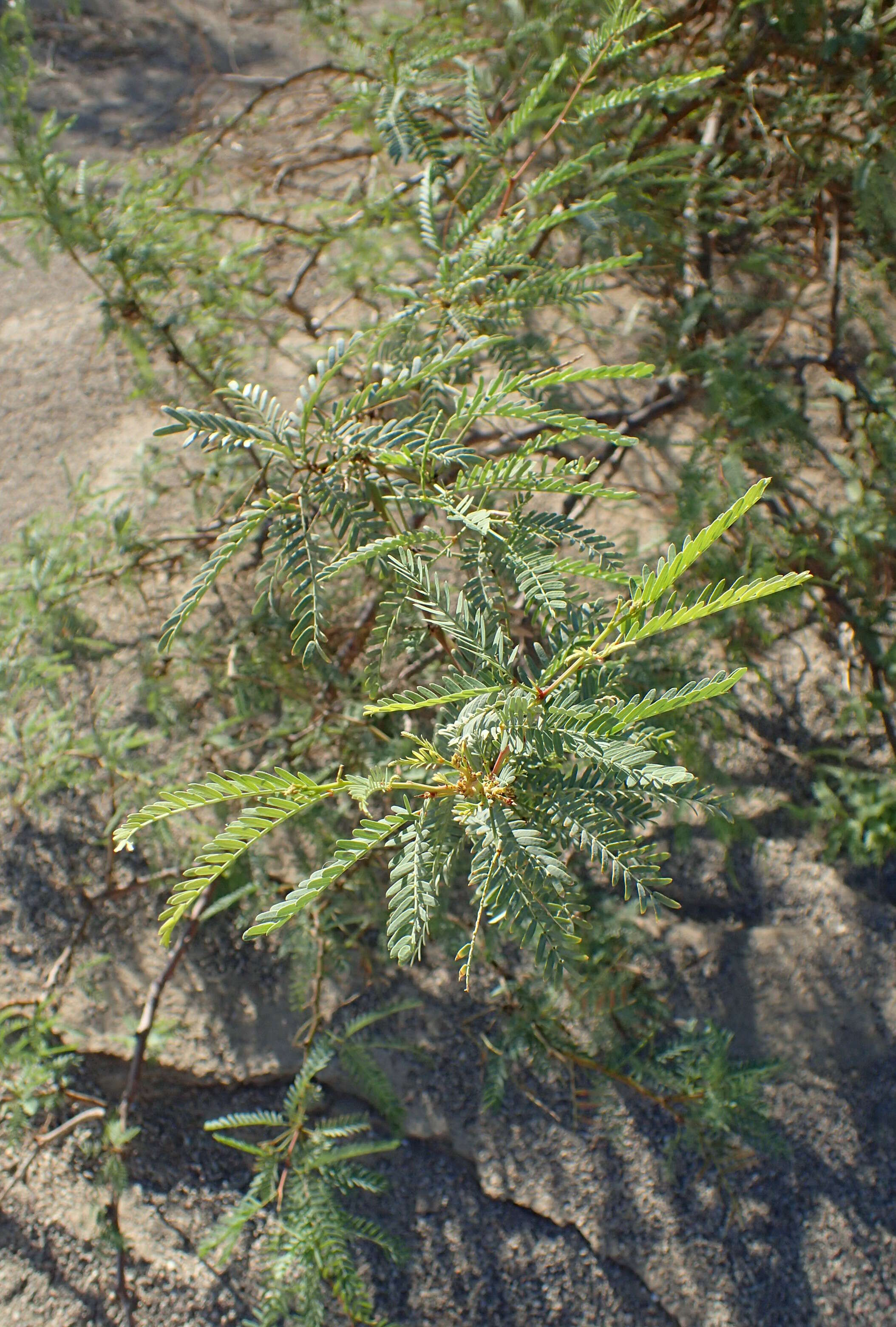 Image of honey mesquite