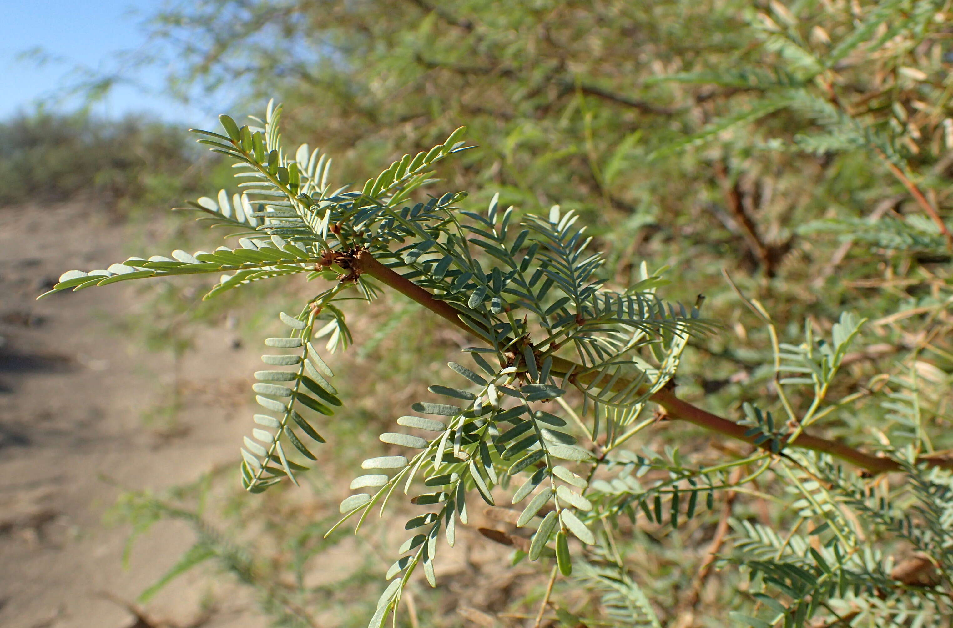 Image of honey mesquite