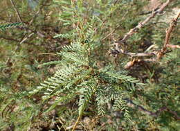 Image of honey mesquite