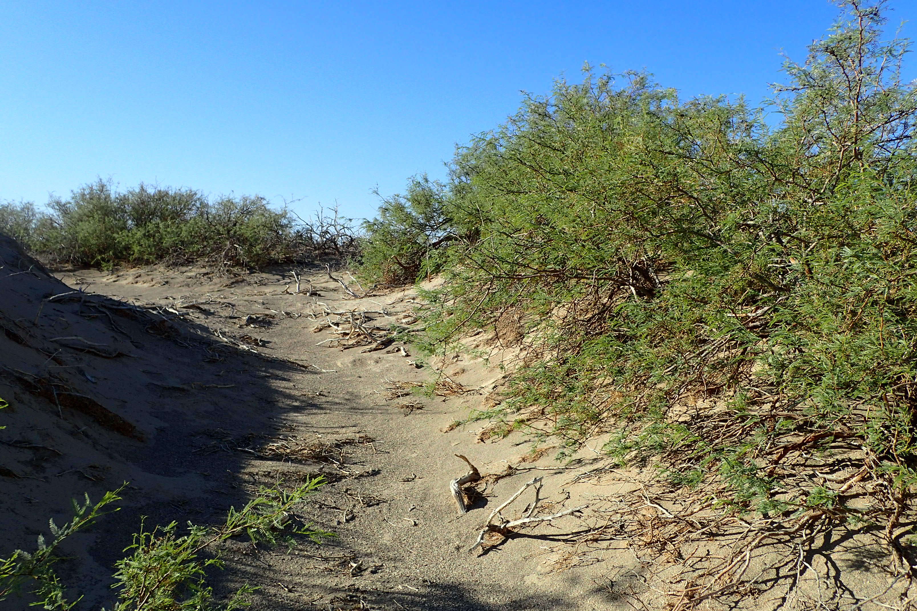 Image of honey mesquite