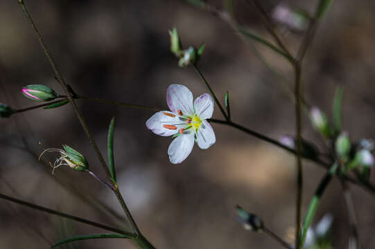 Image of Coast Range dwarf-flax