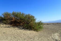 Image of honey mesquite