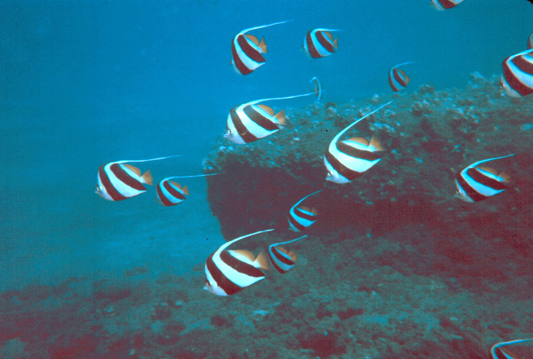 Image of Bannerfish