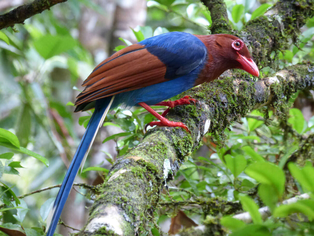 Image of Ceylon Blue Magpie