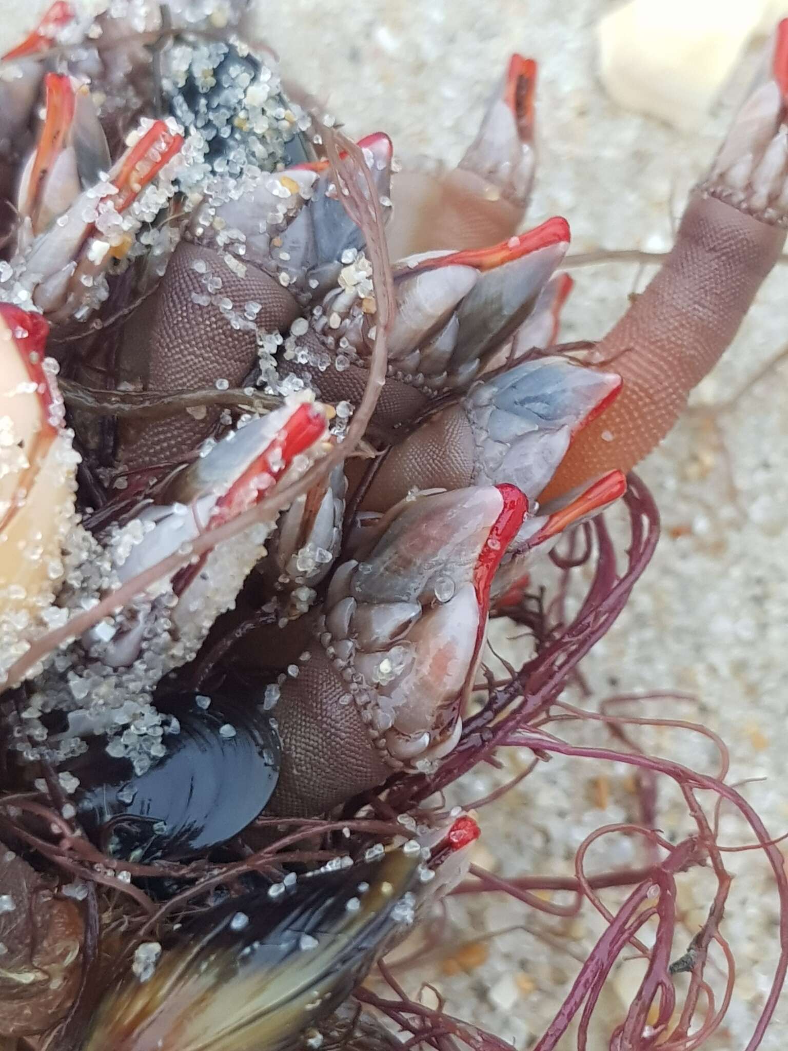 Image of goose neck barnacle