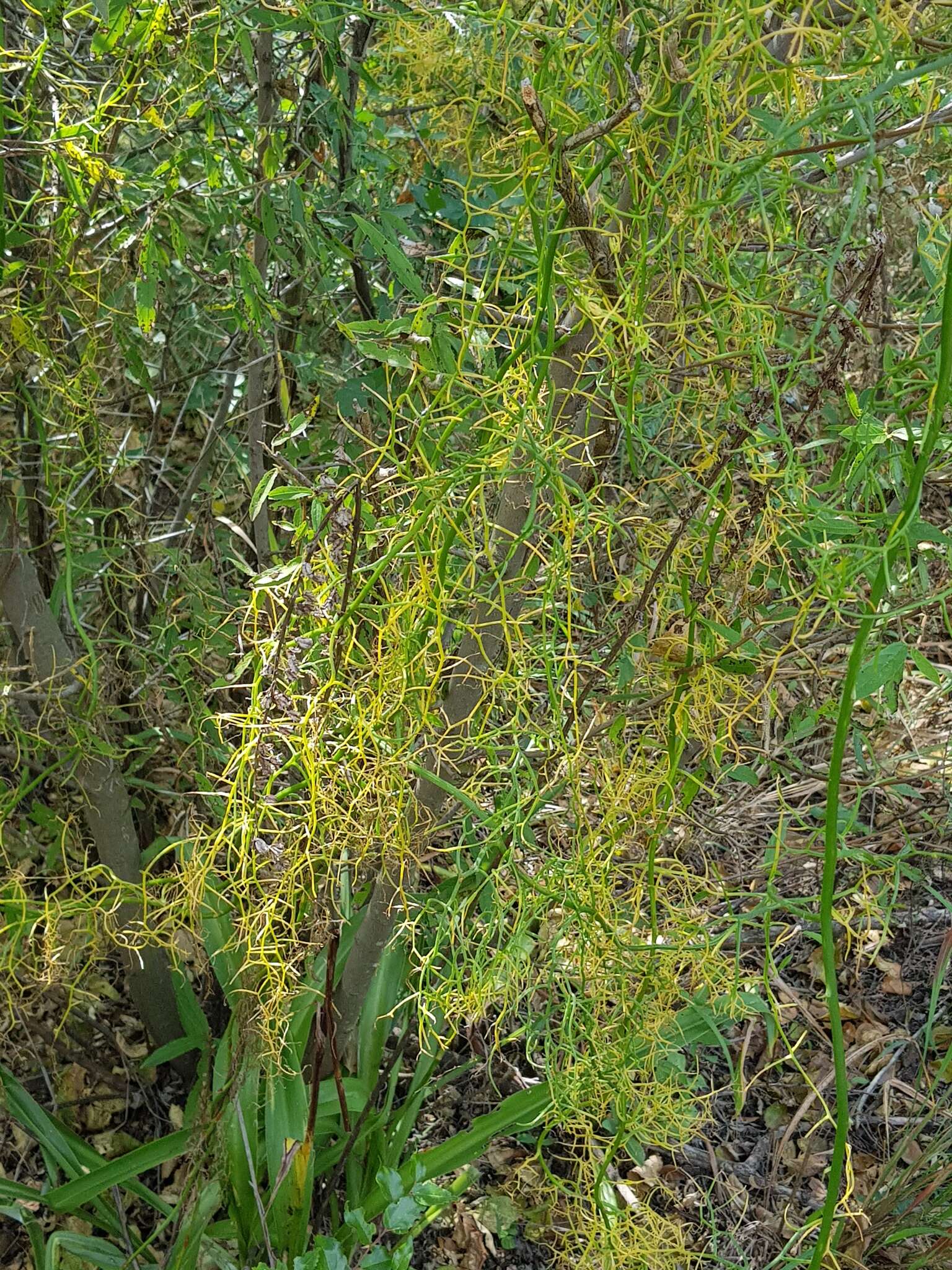 Слика од Bowiea volubilis Harv. ex Hook. fil.