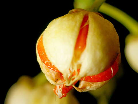 Слика од Euonymus fortunei (Turcz.) Hand.-Mazz.