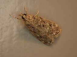 Eudonia truncicolella Stainton 1849的圖片