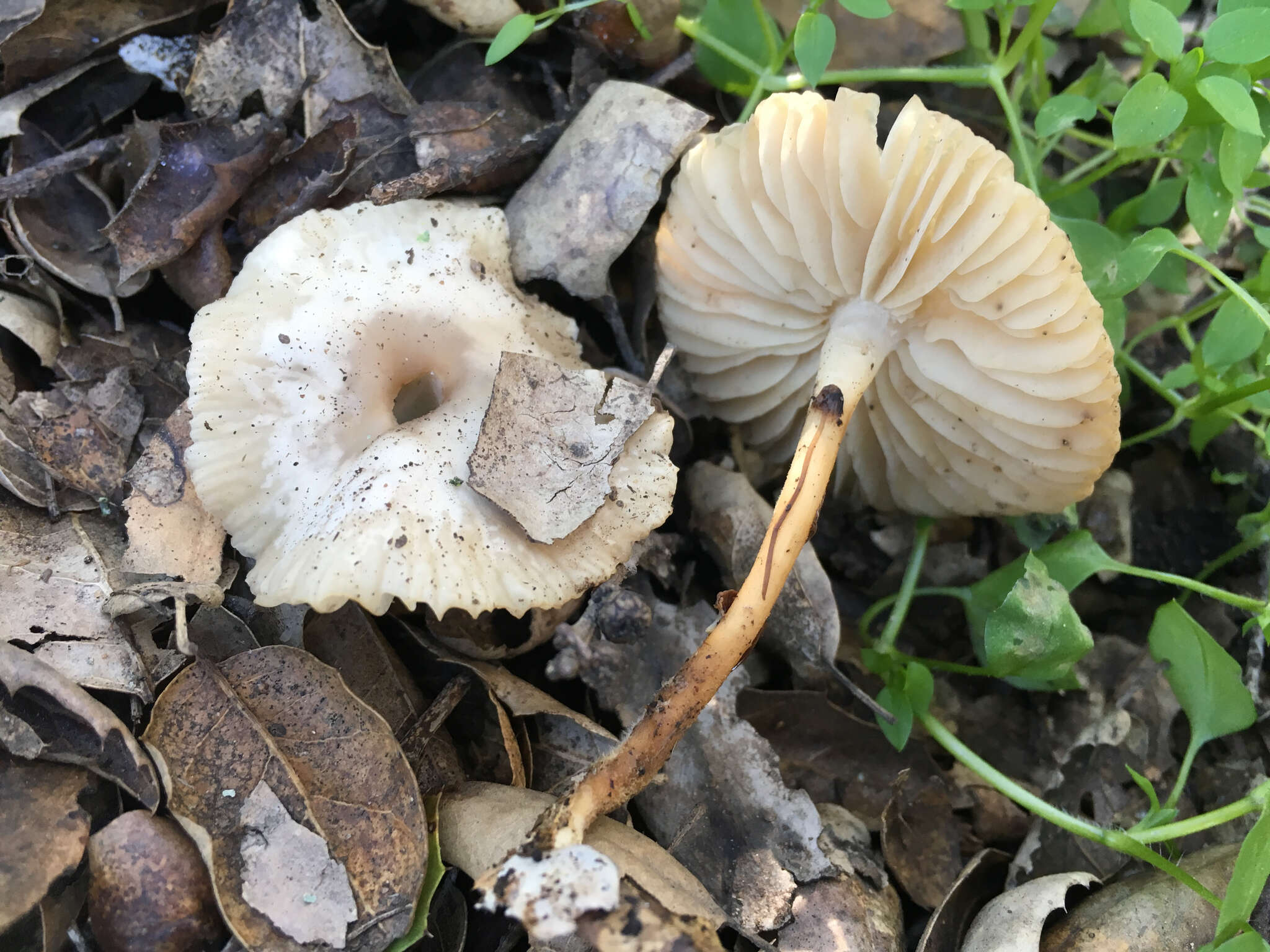 Sivun Marasmius albogriseus (Peck) Singer 1943 kuva