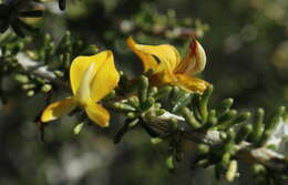 Image of Aspalathus lactea subsp. breviloba R. Dahlgren