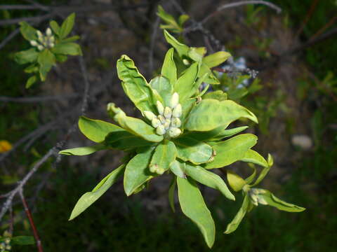 Image of Daphne caucasica Pall.