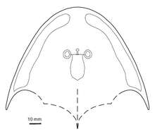 Image of Osteostraci