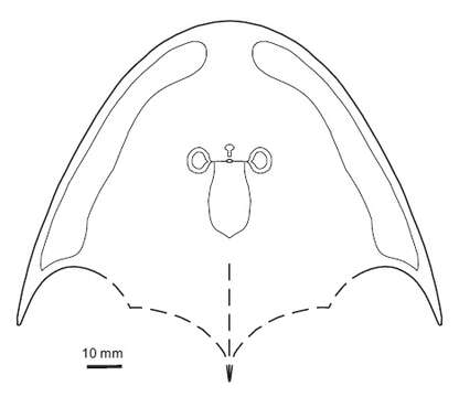 Image de Osteostraci