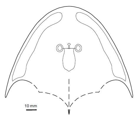 Image of Osteostraci