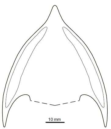 Image of Osteostraci