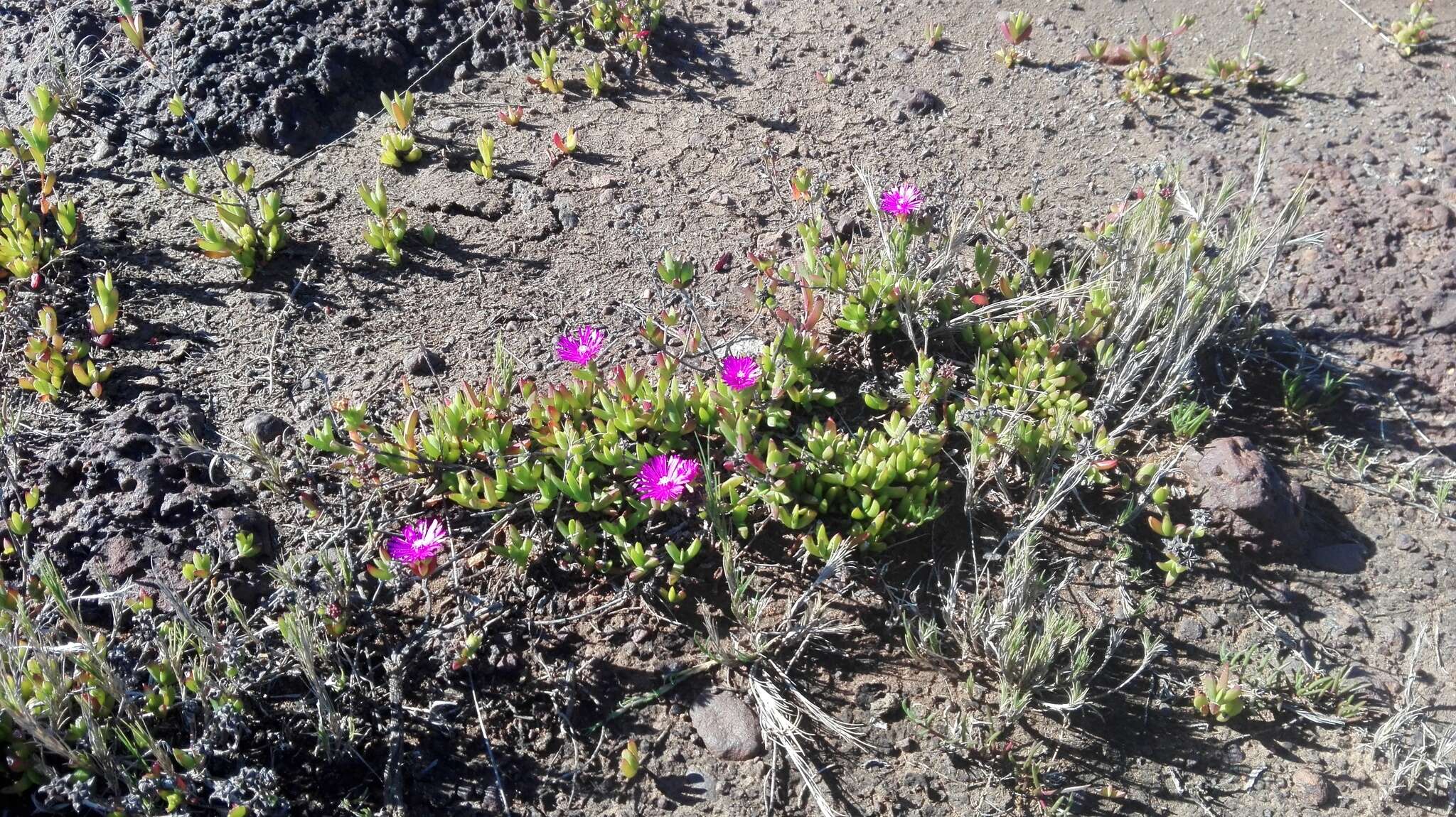 Ruschia congesta (Salm-Dyck) L. Bol. resmi