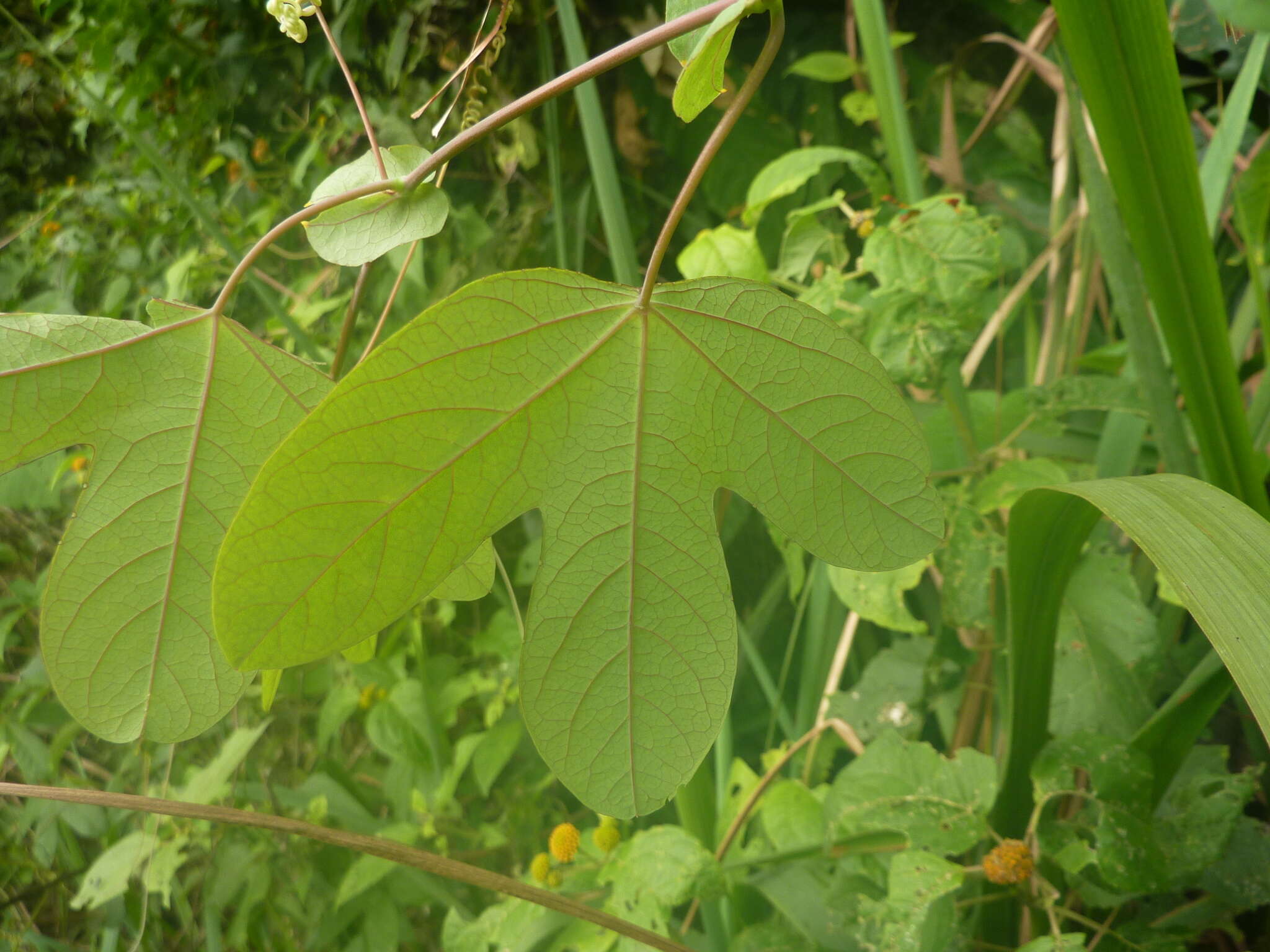 Image of Passiflora tarapotina Harms