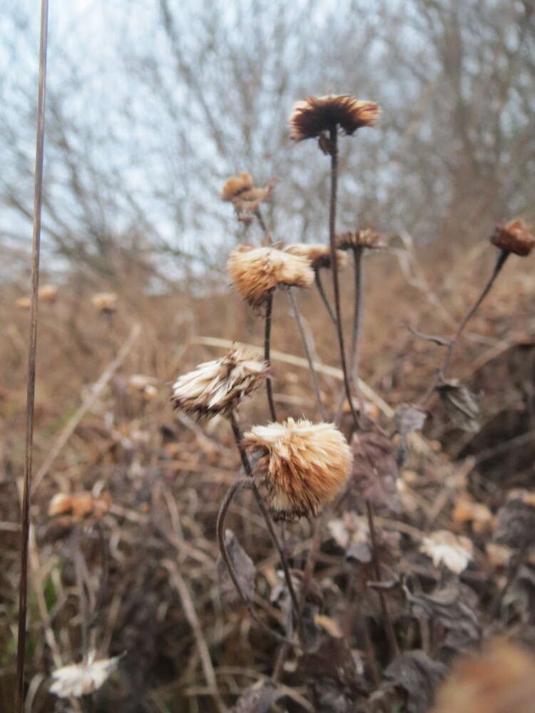 Image of common fleabane