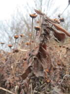 Image of common fleabane