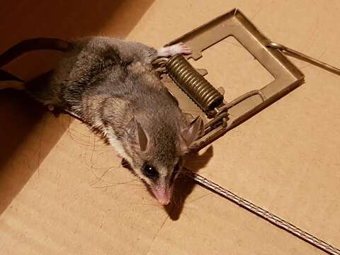 Image of Elegant Fat-tailed Mouse Opossum