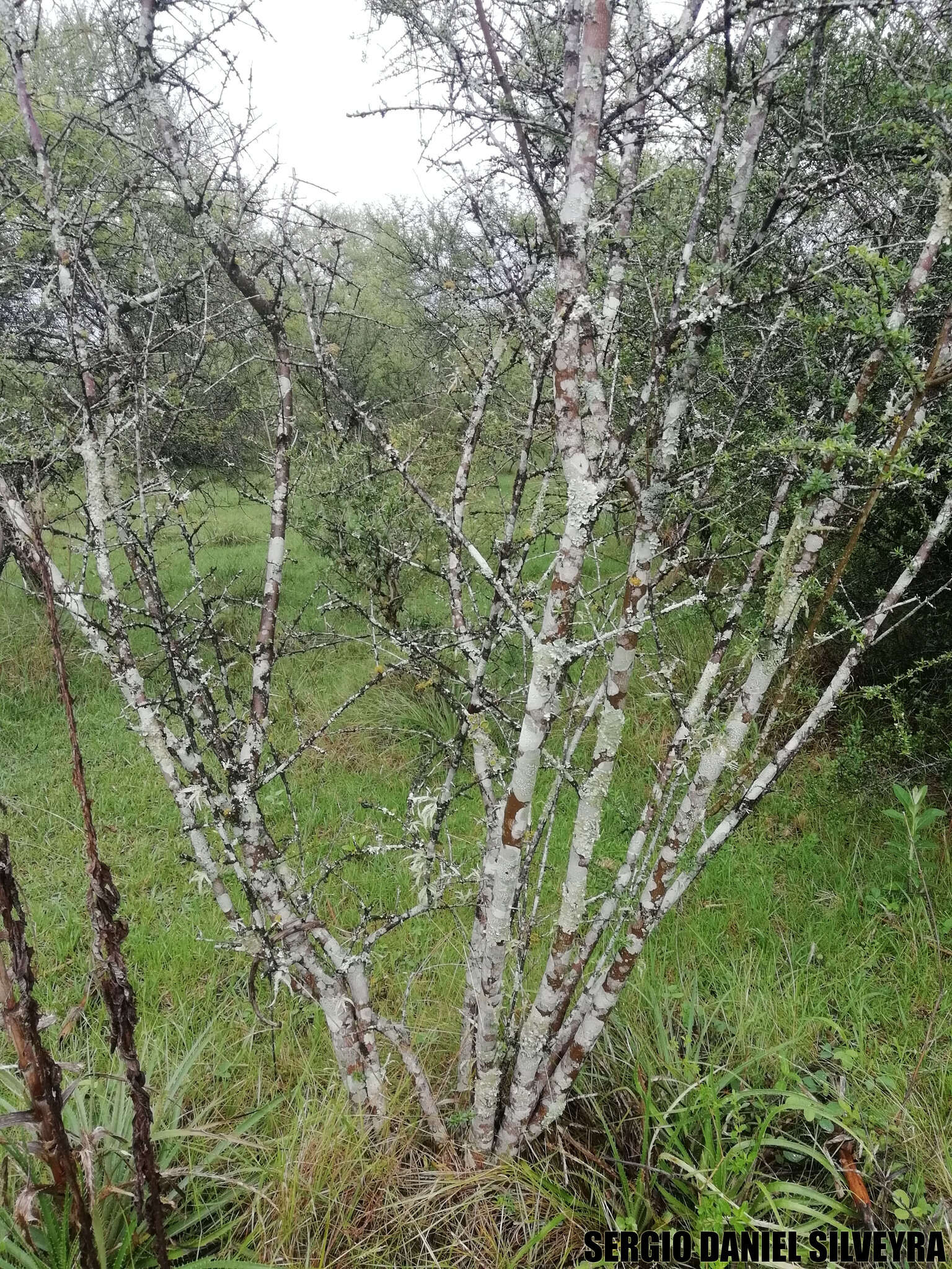 Erythroxylum cuneifolium (Mart.) O. E. Schulz的圖片