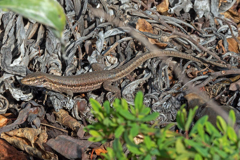 Image of Gallotia galloti palmae (Boettger & Müller 1914)