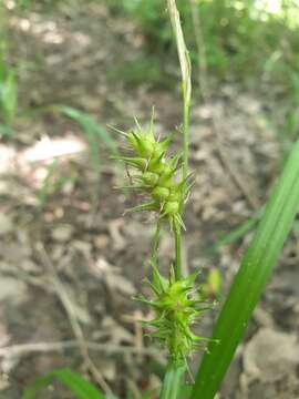 Image de Carex gigantea Rudge