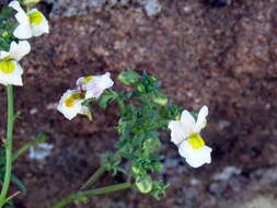 صورة Nemesia fruticans (Thunb.) Benth.