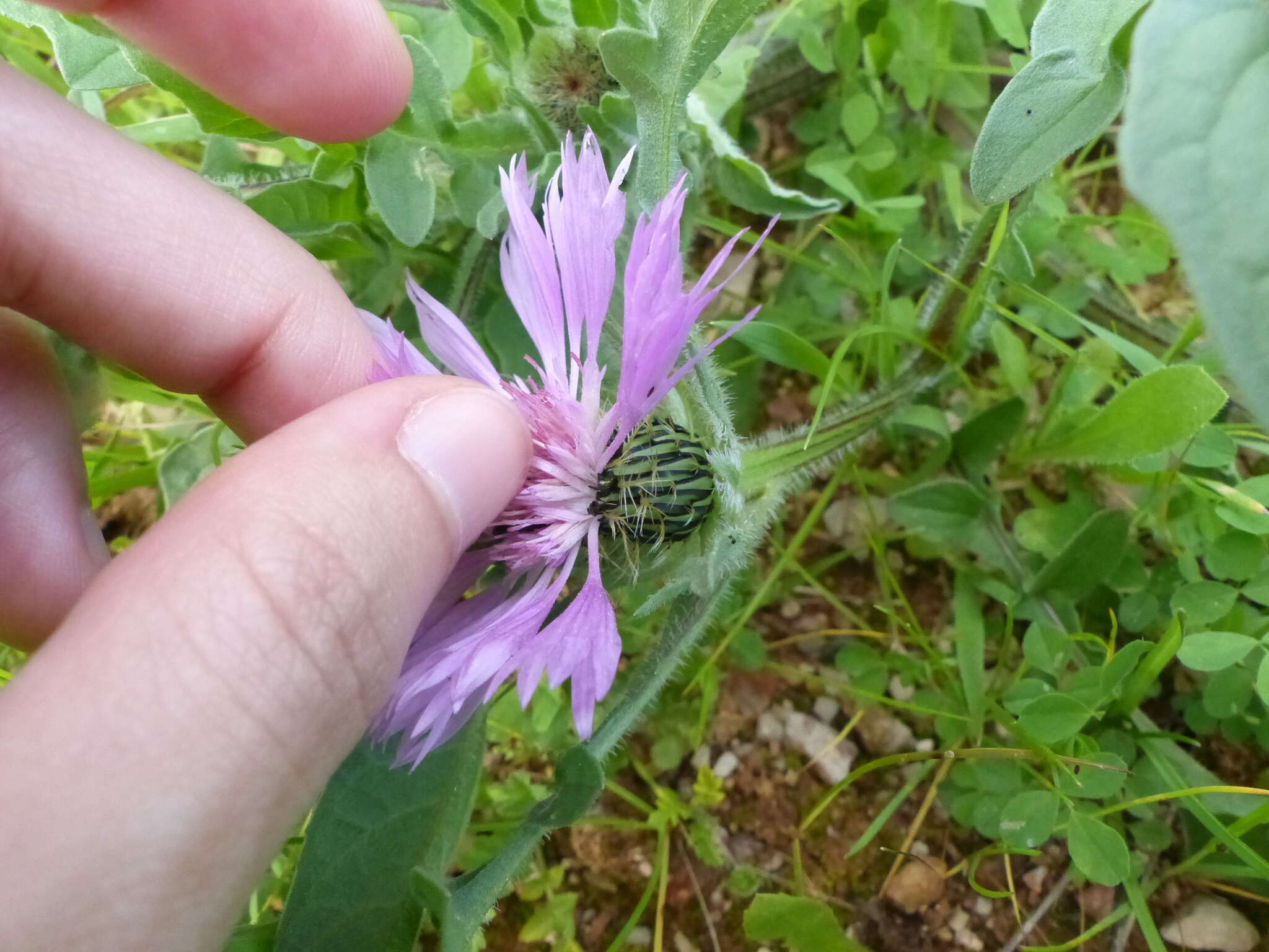 Image de Centaurea pullata L.