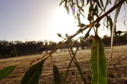 Слика од Eucalyptus camaldulensis subsp. camaldulensis