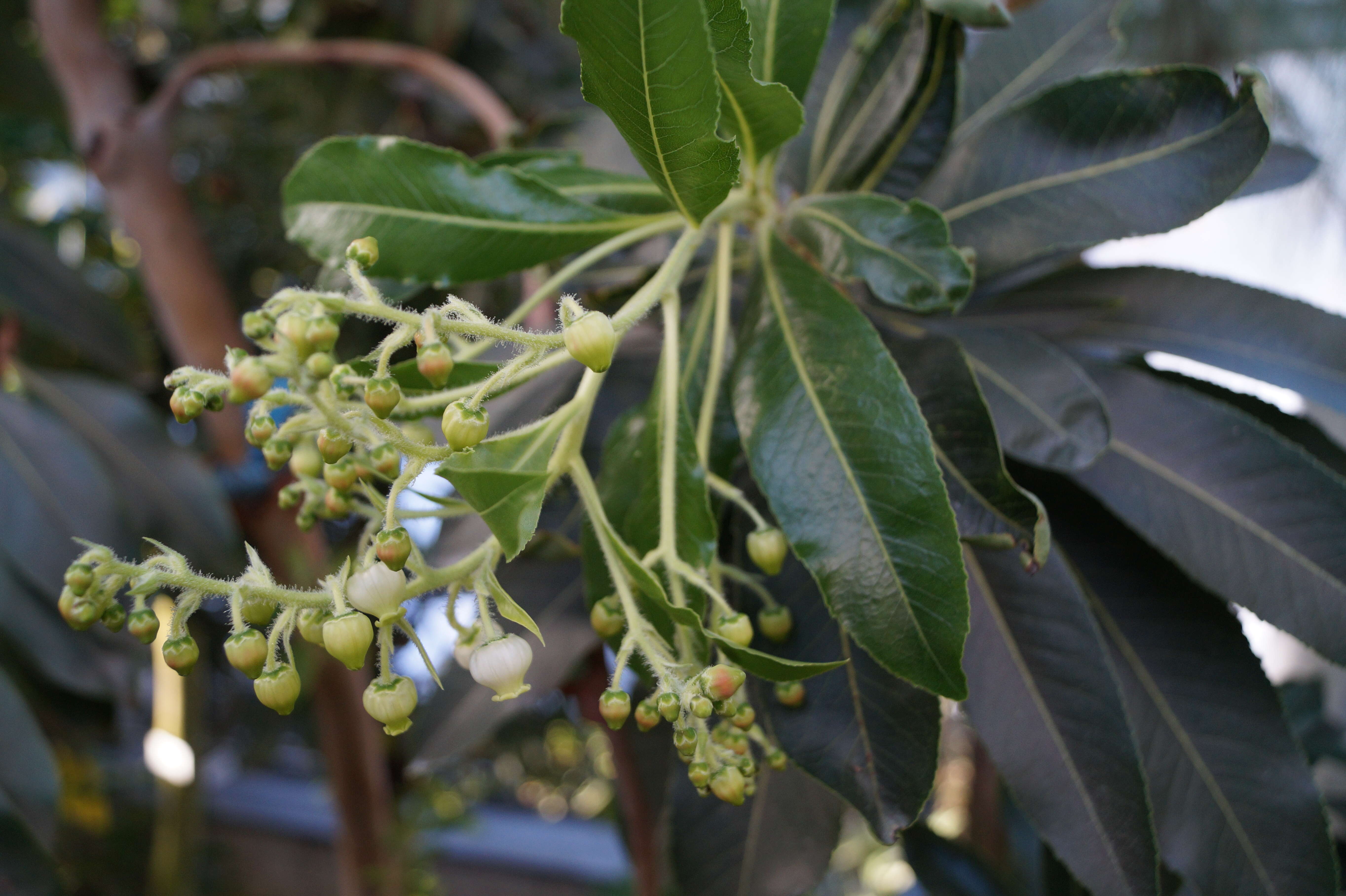 Imagem de Arbutus canariensis Duham.