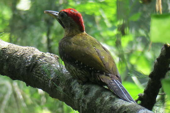 Picus vittatus Vieillot 1818 resmi