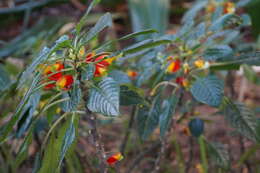 Image of Impatiens niamniamensis Gilg