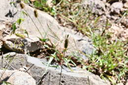 Image of bristly foxtail