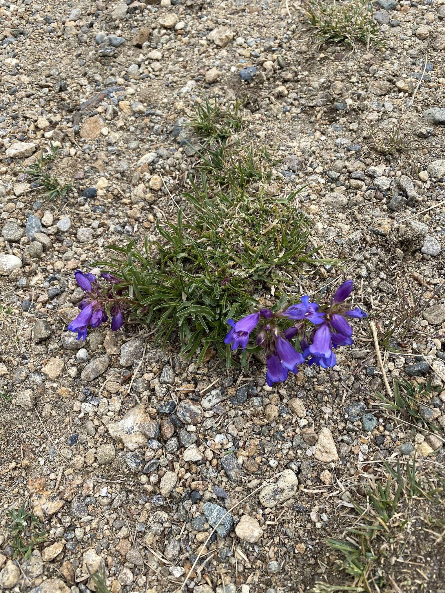 Plancia ëd Penstemon hallii A. Gray