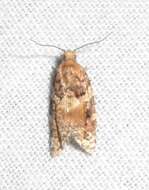 Image of Jack Pine Tube Moth