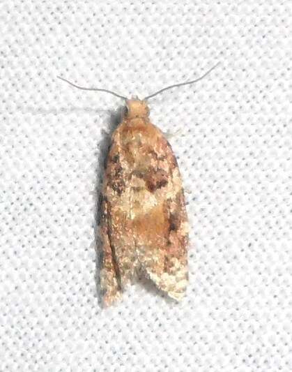 Image of Jack Pine Tube Moth