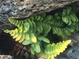 Image de Polystichum scopulinum (D. C. Eat.) Maxon