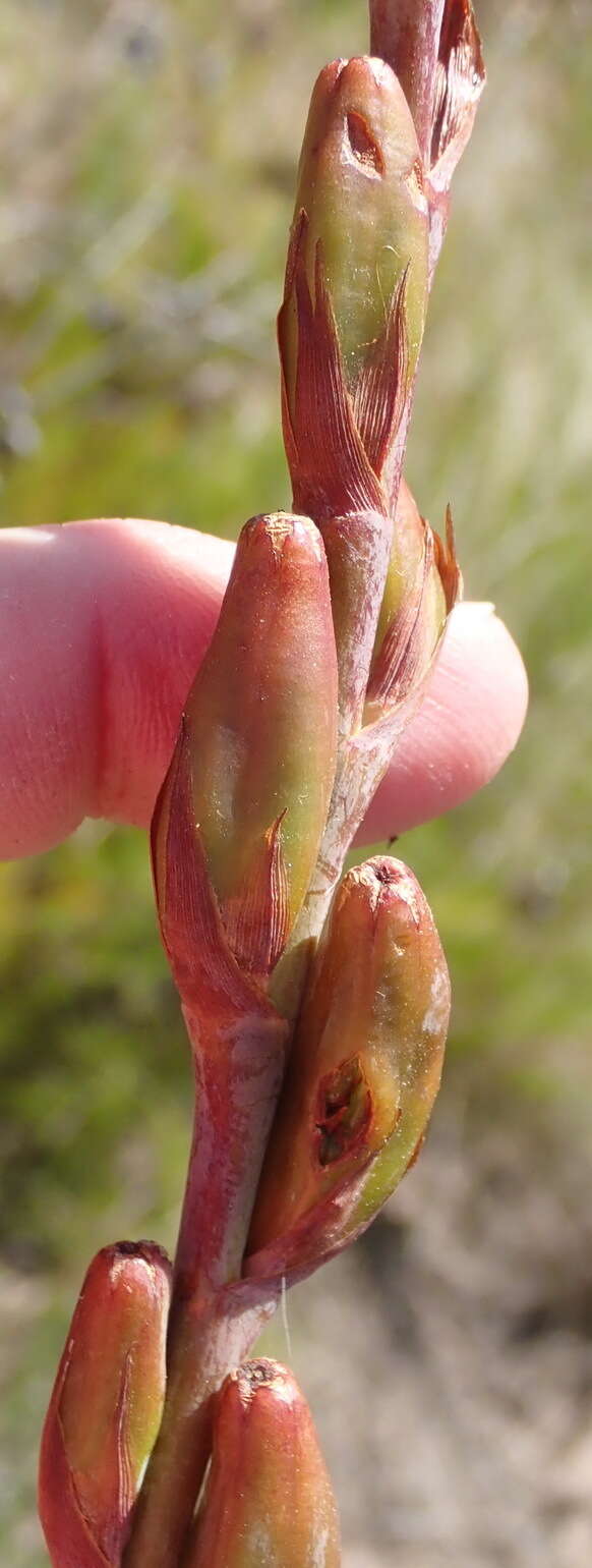 Image of Watsonia pillansii L. Bolus